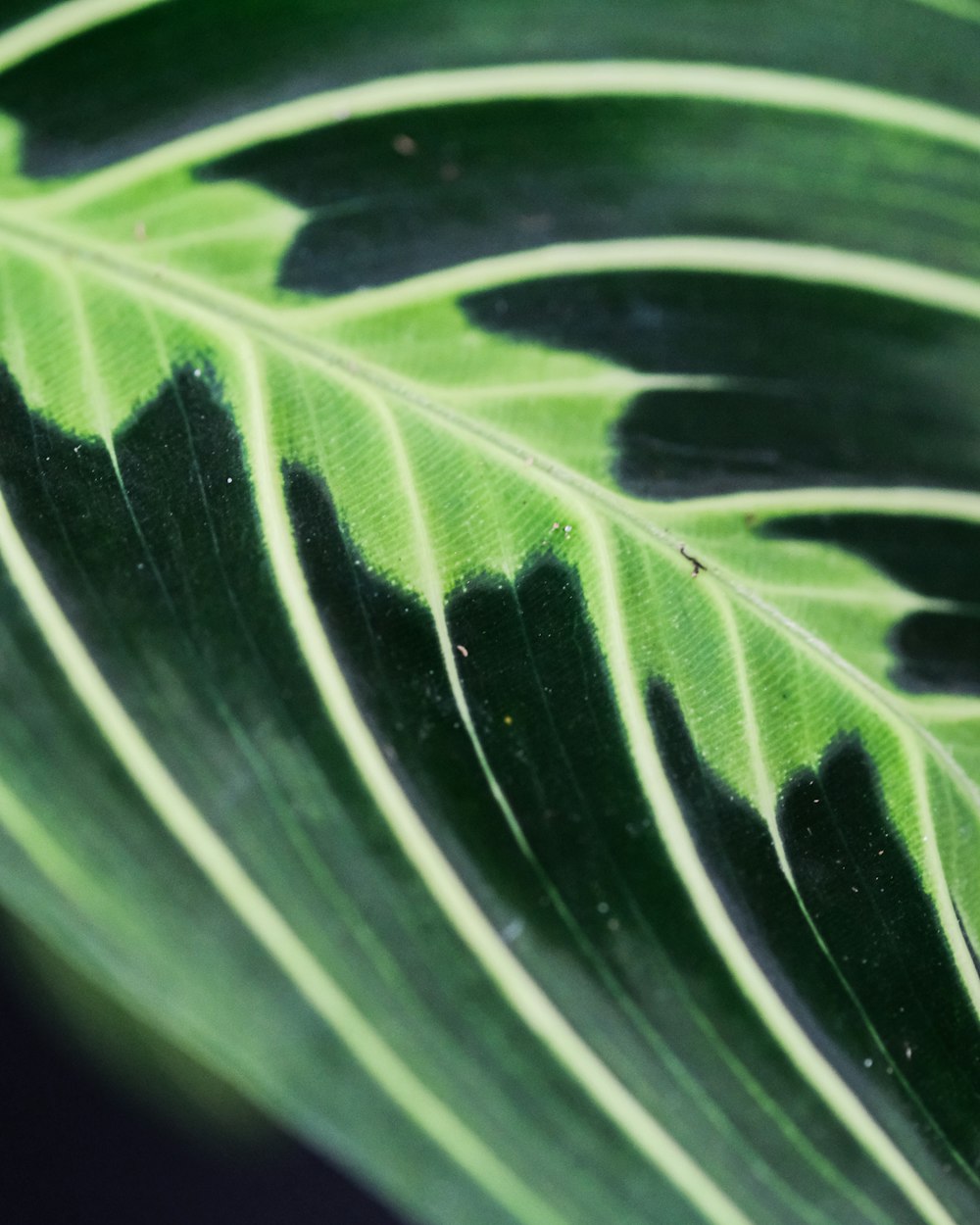 green leaf in close up photography