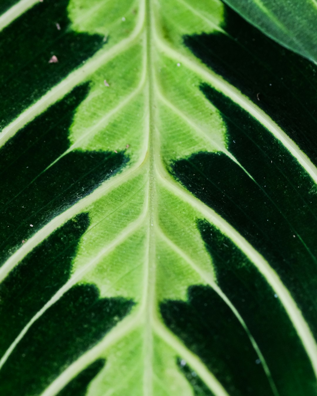 green leaf in close up photography