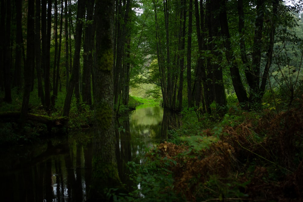 Grüne Bäume am Fluss während des Tages