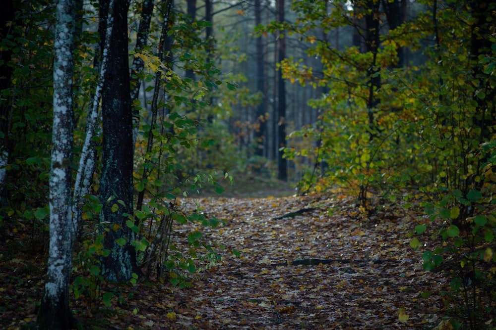 green trees on brown soil