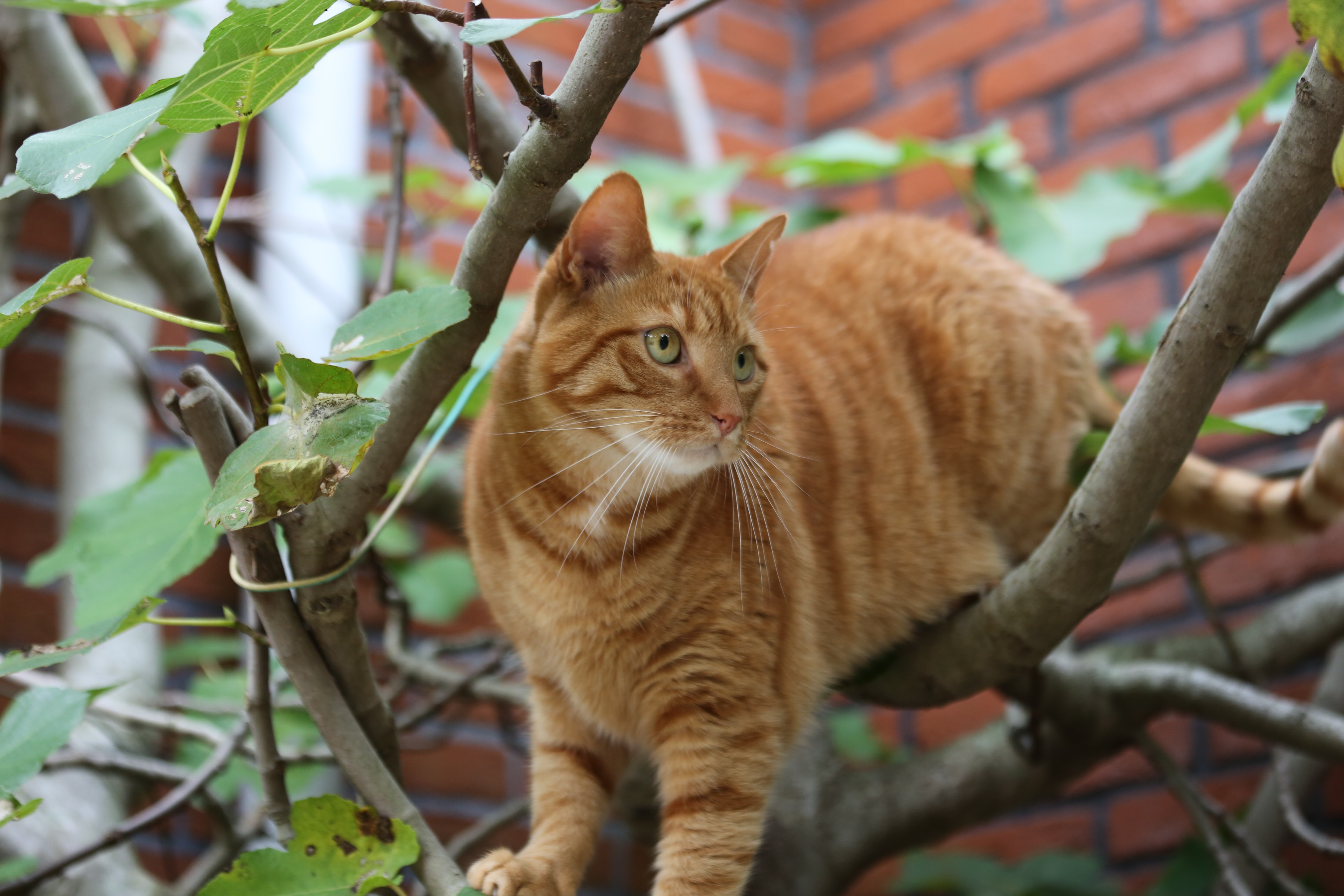 7 COOL ALTERNATIVES TO CAT TREES STORY - CatVills