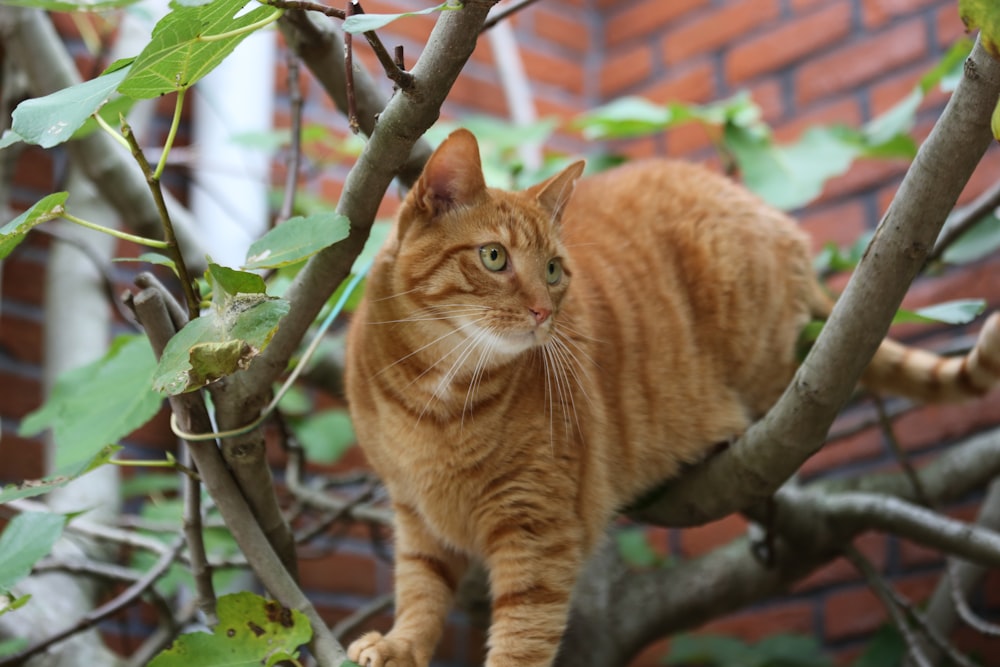 orange tabby cat on tree branch