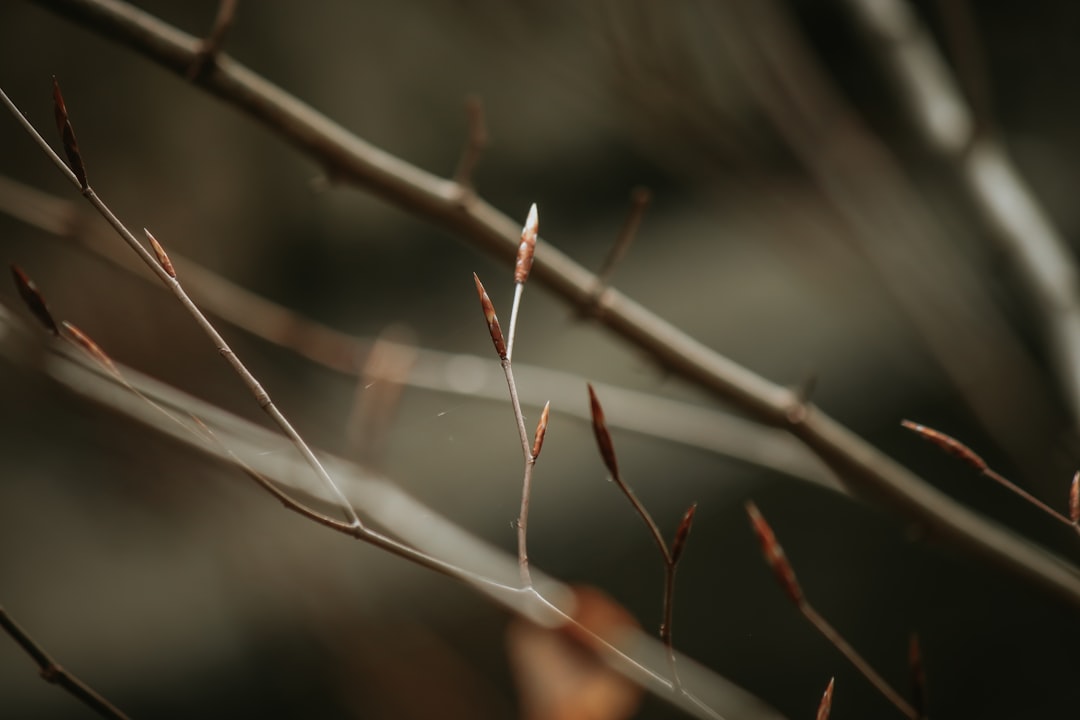 brown tree branch in tilt shift lens