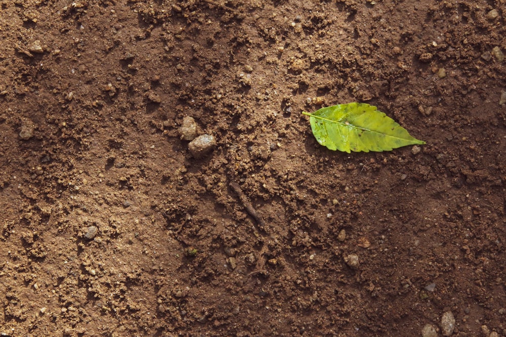 hoja verde sobre suelo marrón