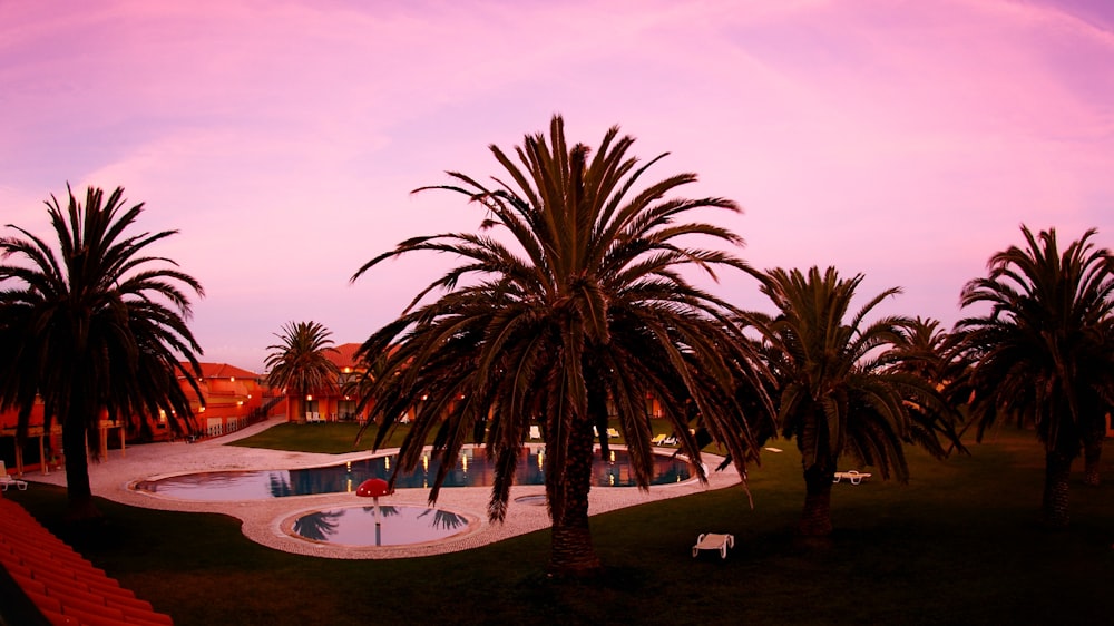 palm tree near body of water