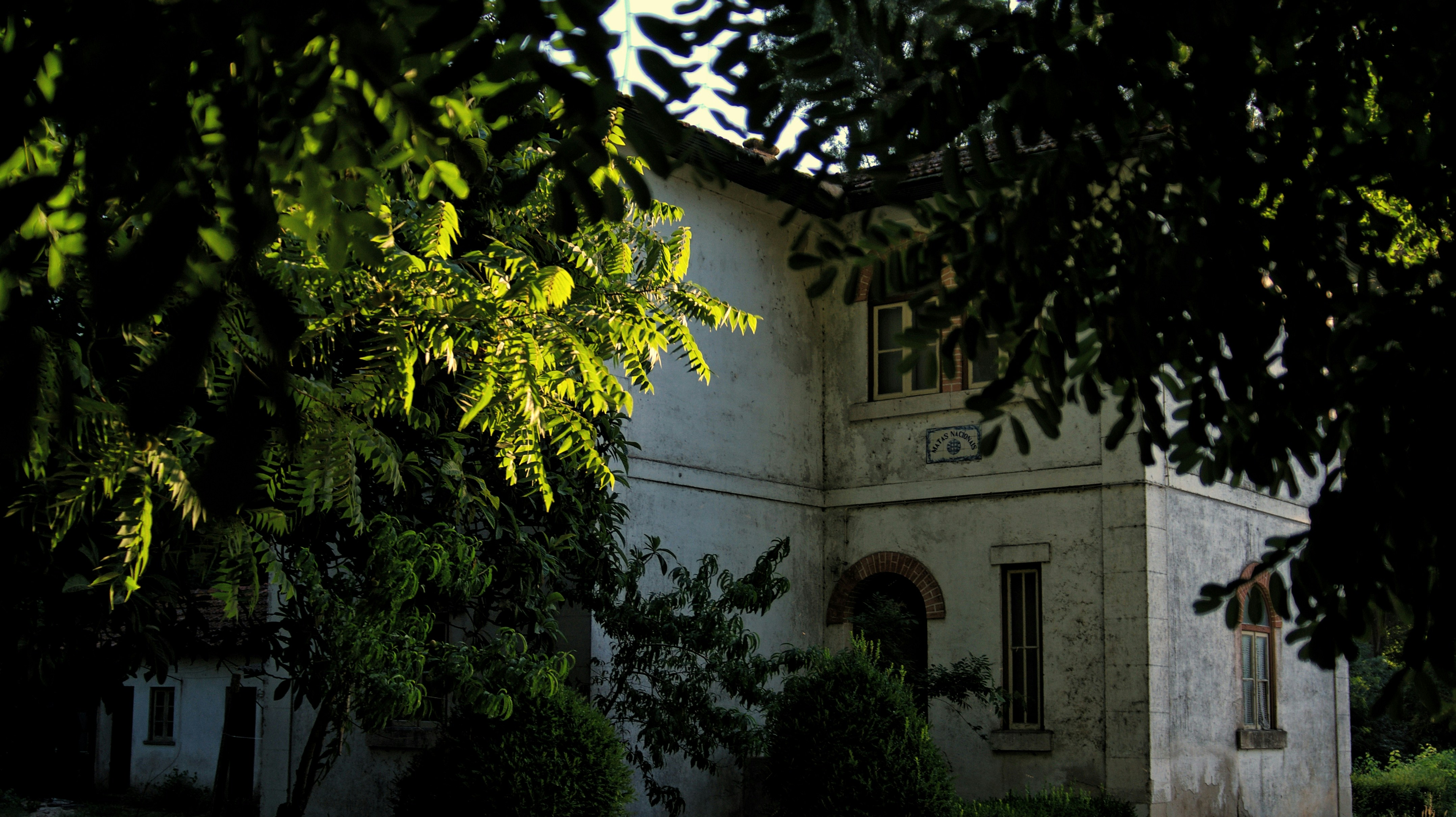 Árbol verde al lado de un edificio de hormigón blanco