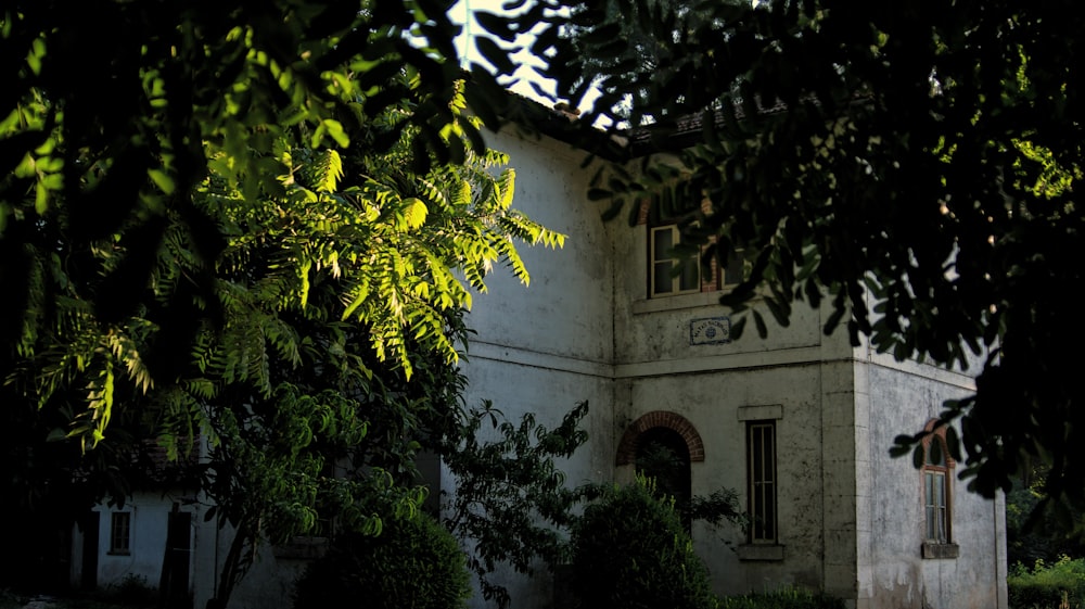 green tree beside white concrete building