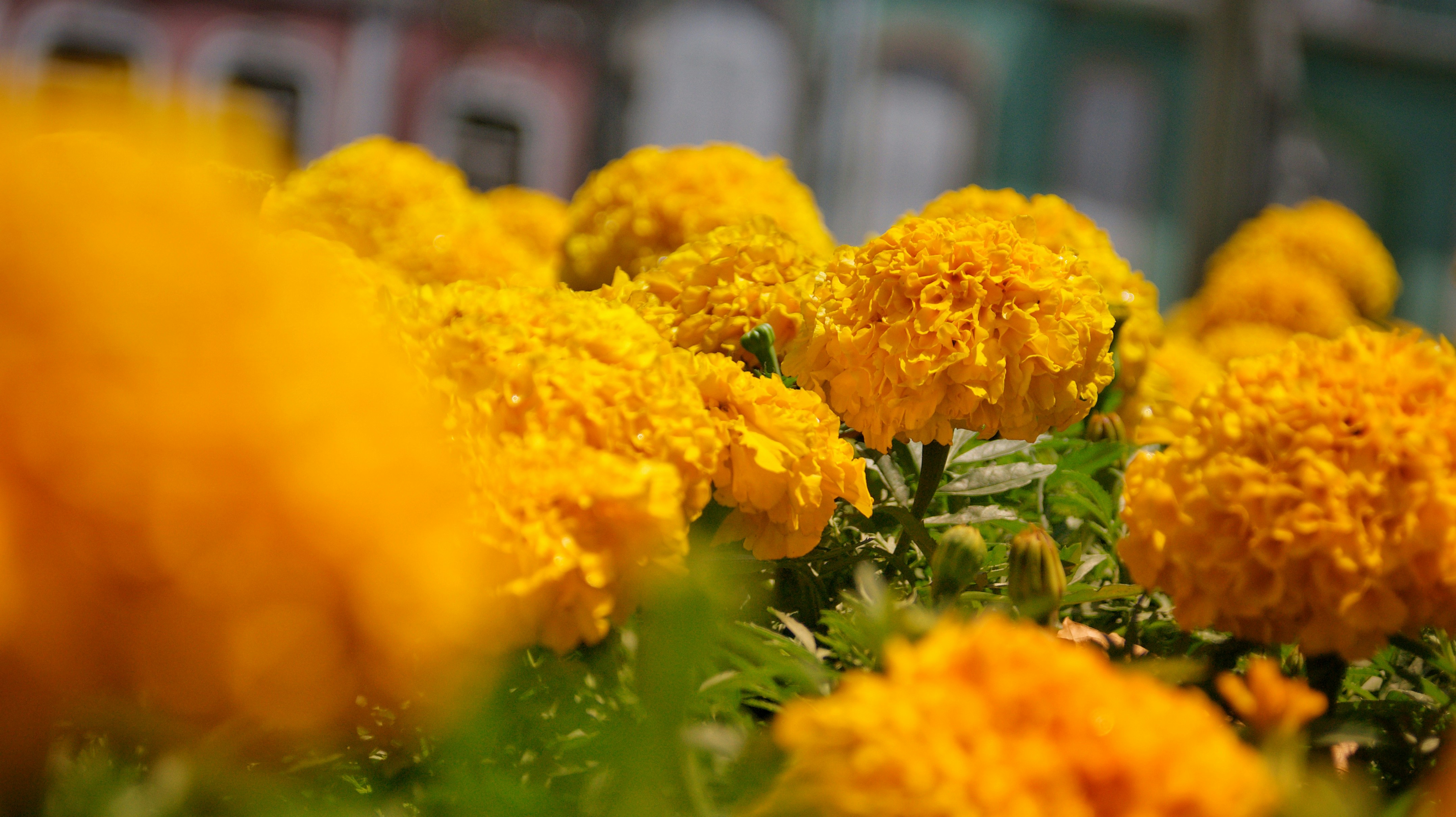 Flores amarillas en lente de cambio de inclinación