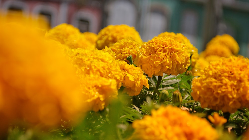 yellow flowers in tilt shift lens