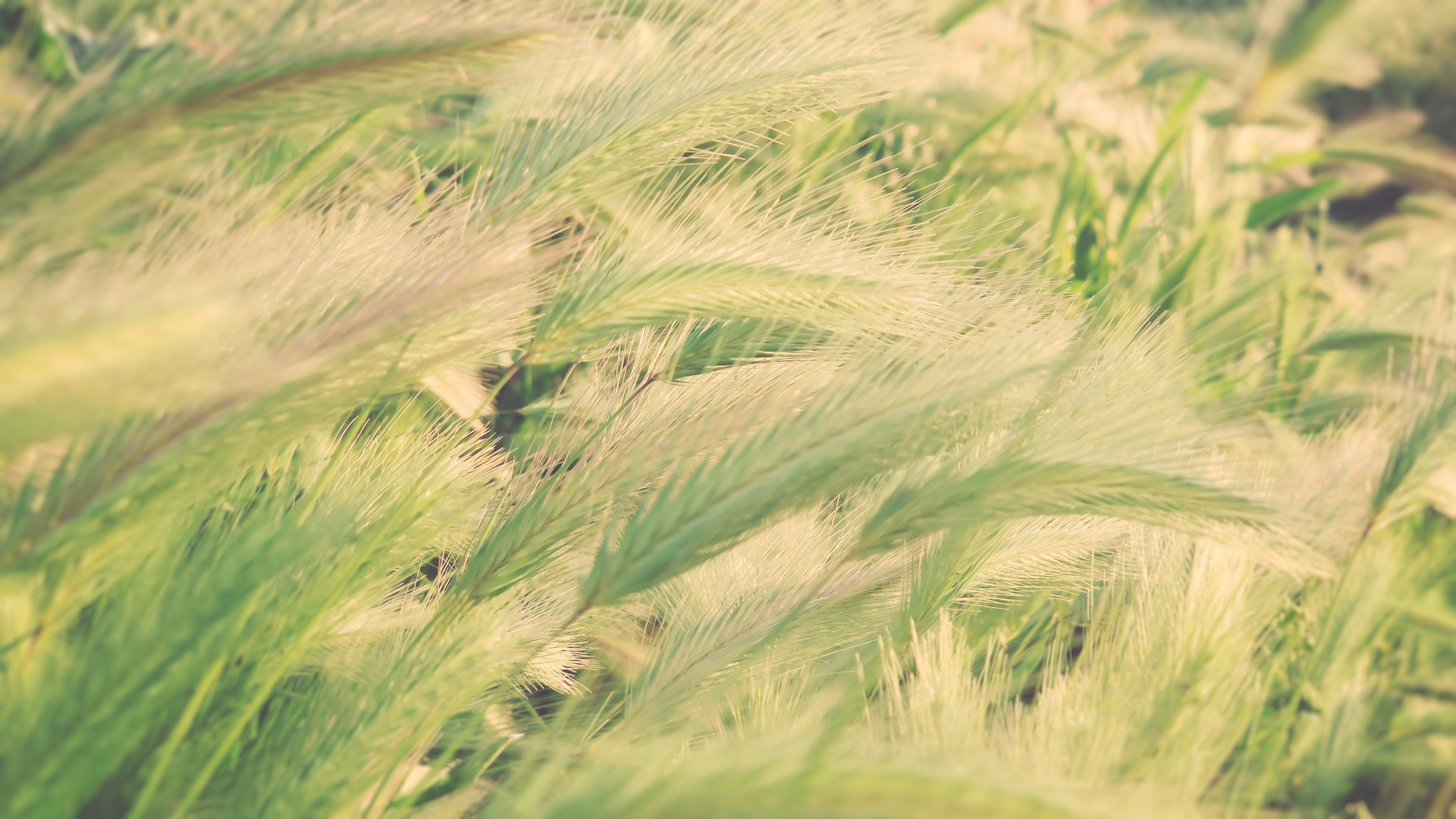 Campo de trigo verde durante el día