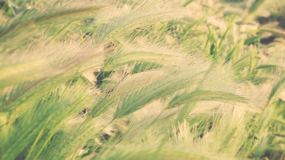 green wheat field during daytime