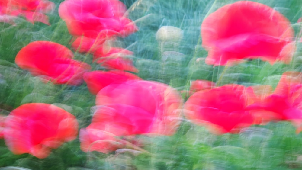 red flowers in green grass field