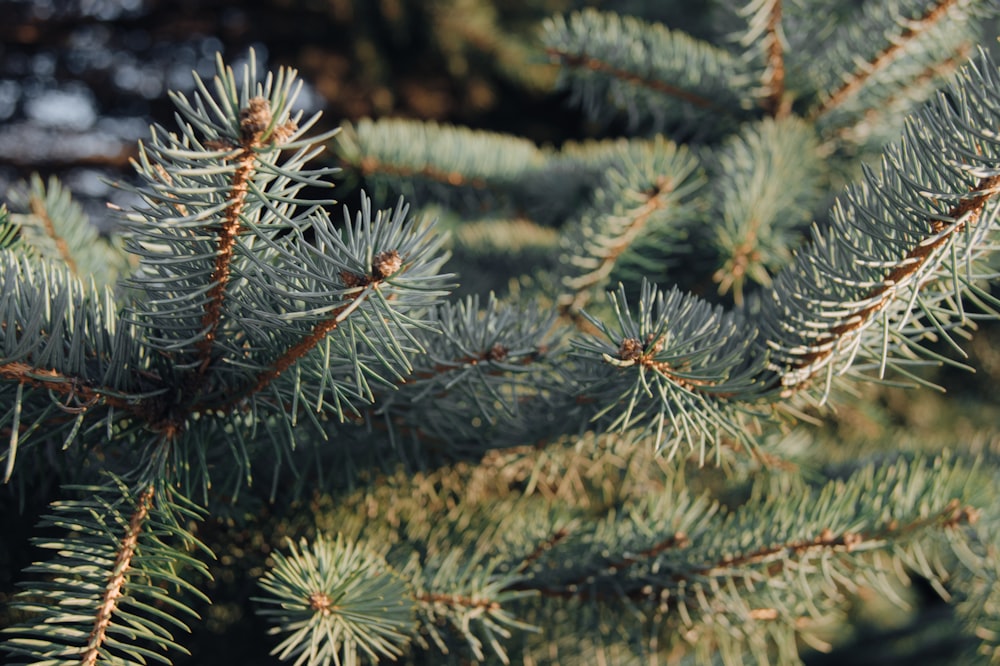 green pine tree covered with snow