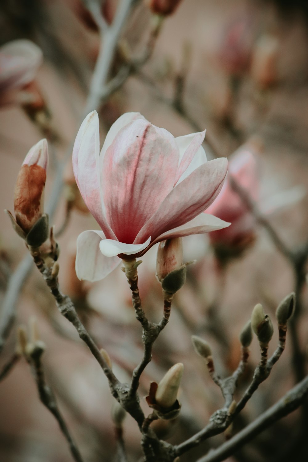 pink and white flower in tilt shift lens