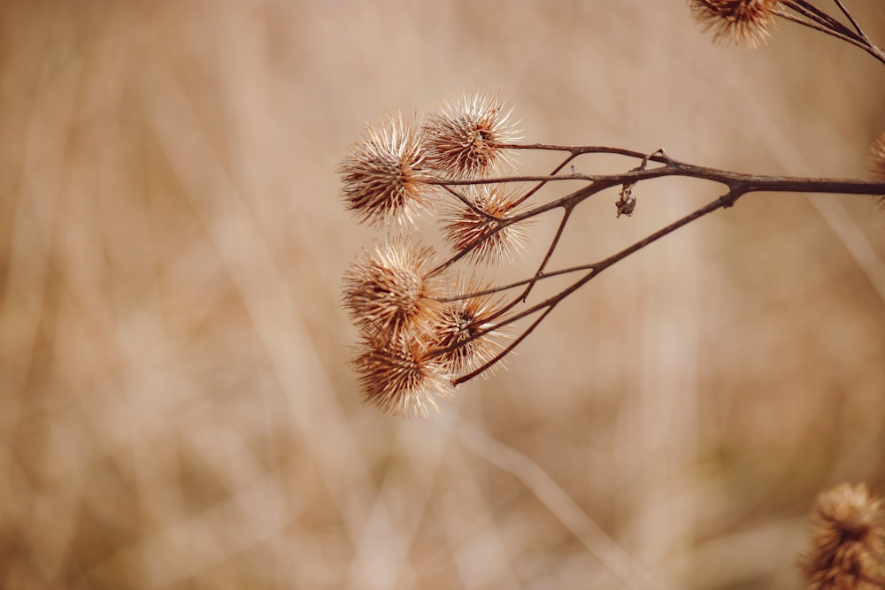 white and brown flower in tilt shift lens