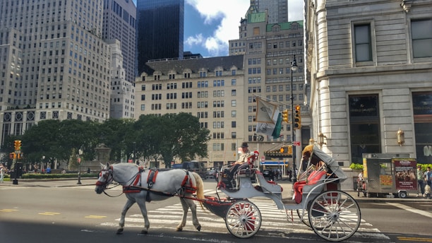 A powerful Percheron horse pulling a traditional carriage in a lush Colombian countryside.