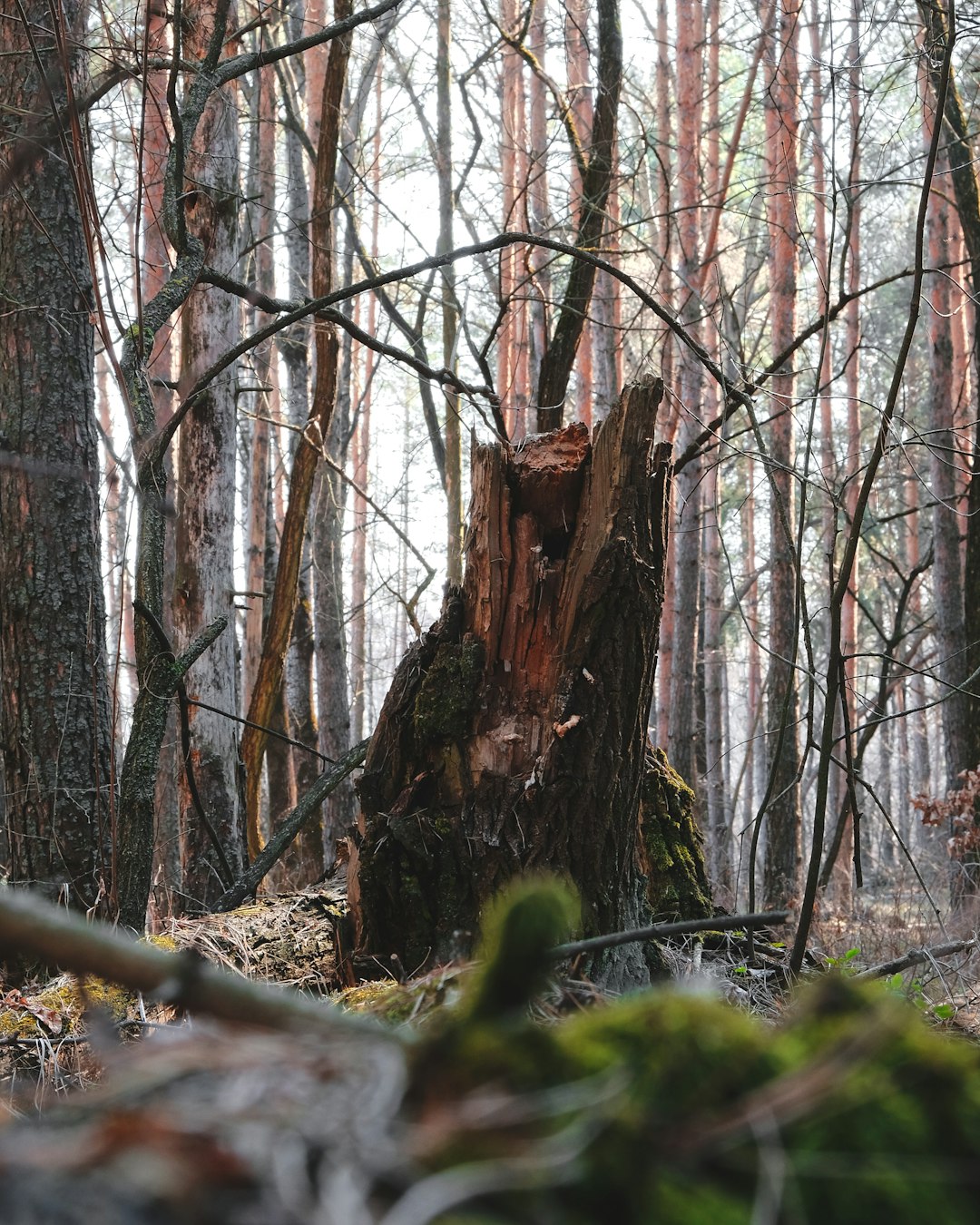 brown tree trunk with green moss