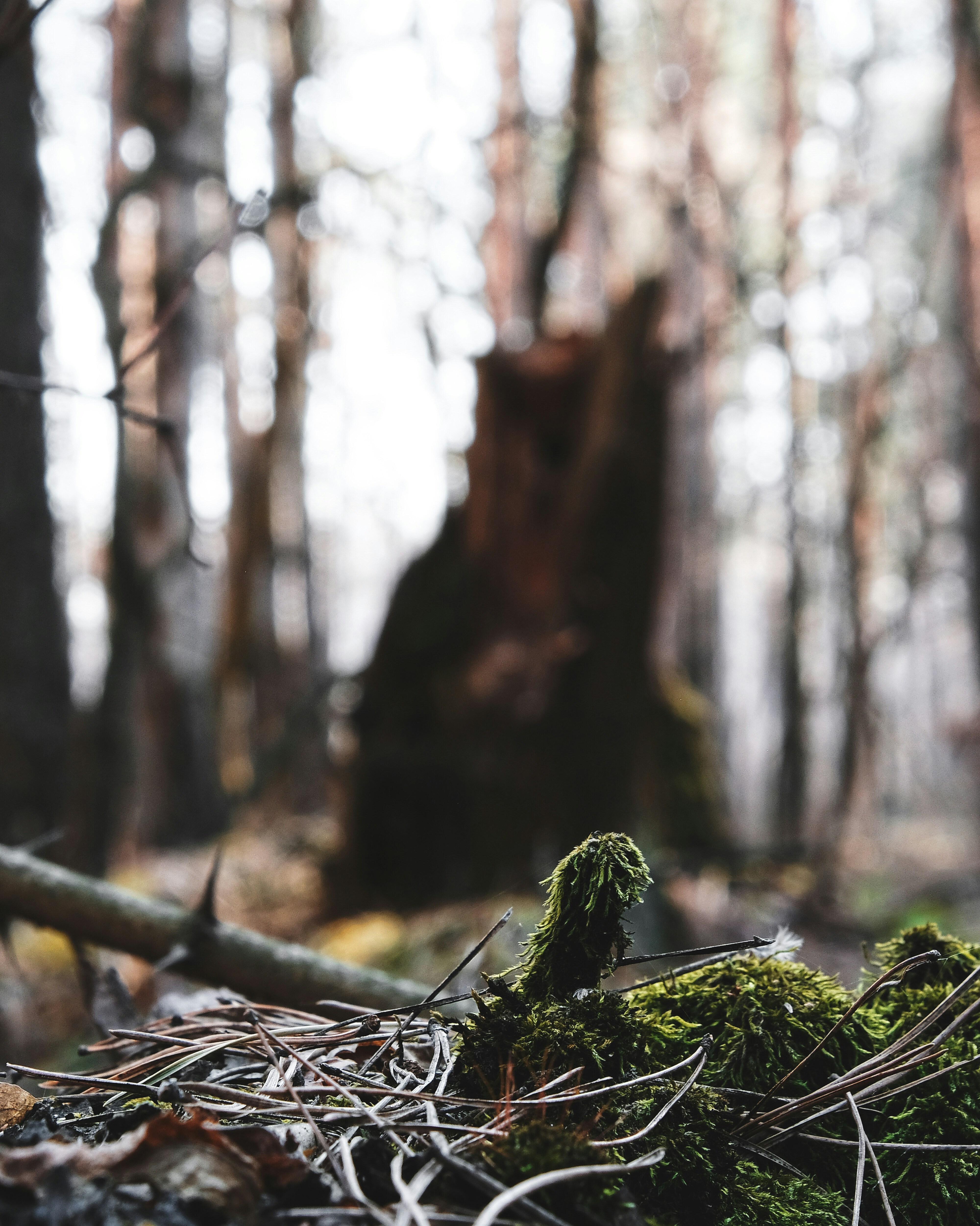 Photo by dpidhrushnyi