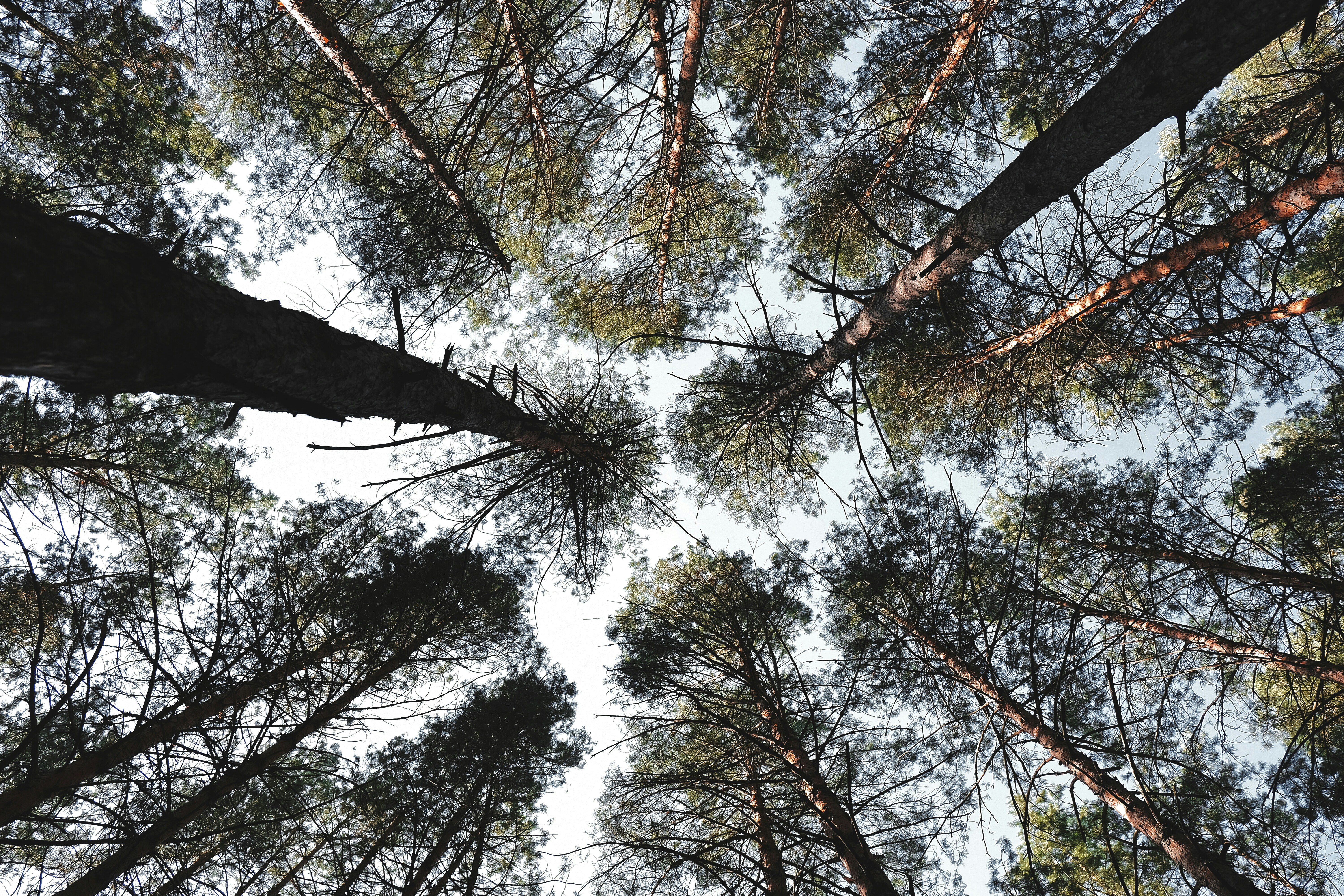 Photo by dpidhrushnyi