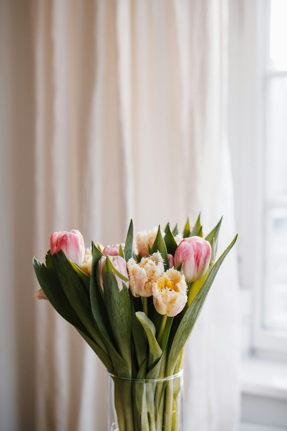 pink and white tulips in clear glass vase