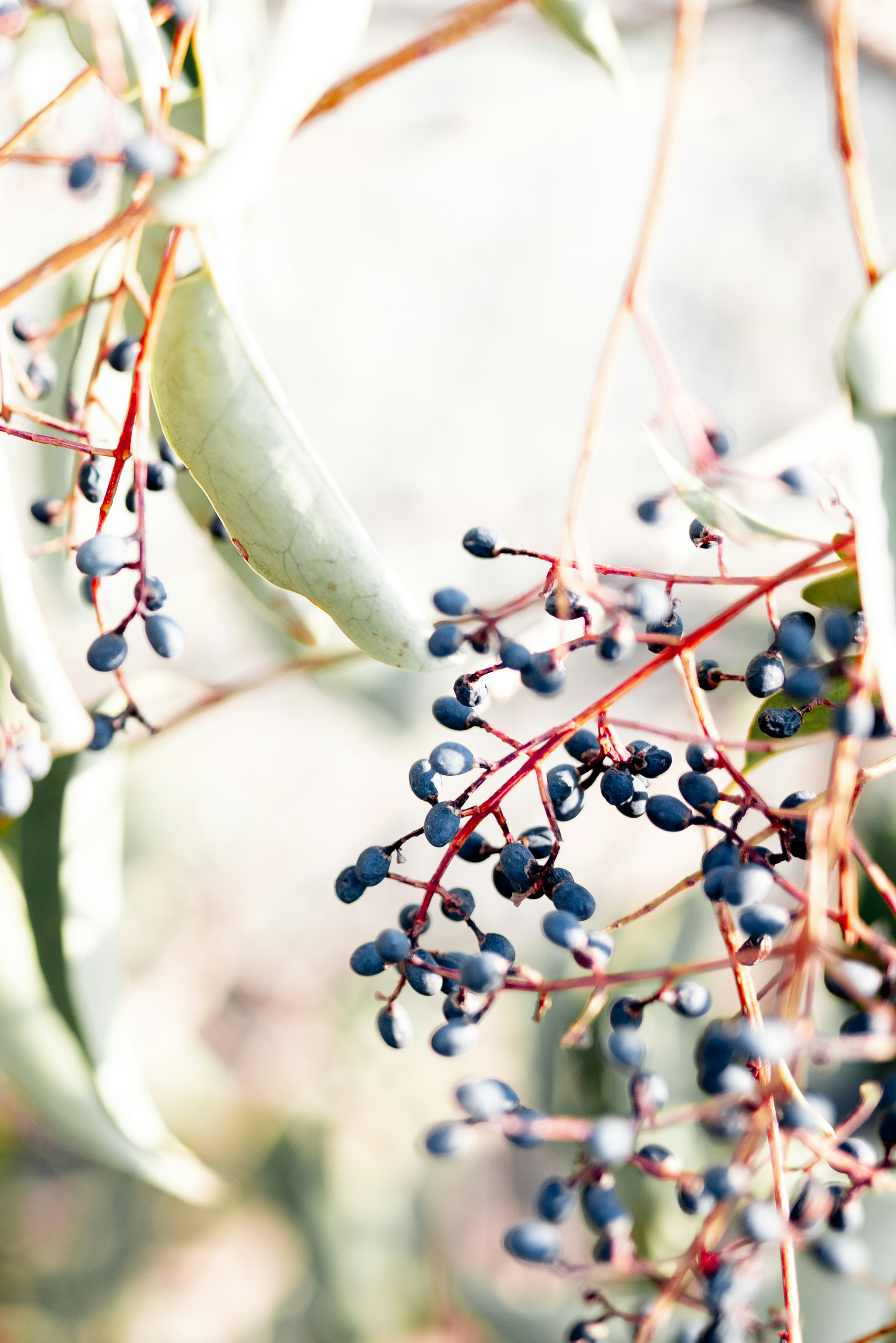 red and black round fruits