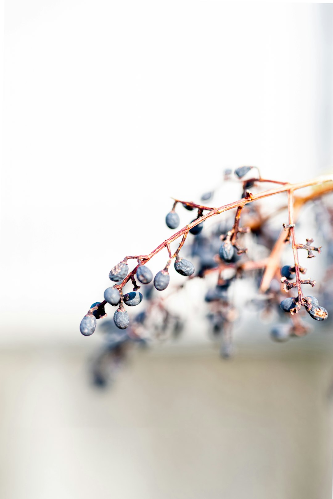 brown and white string lights