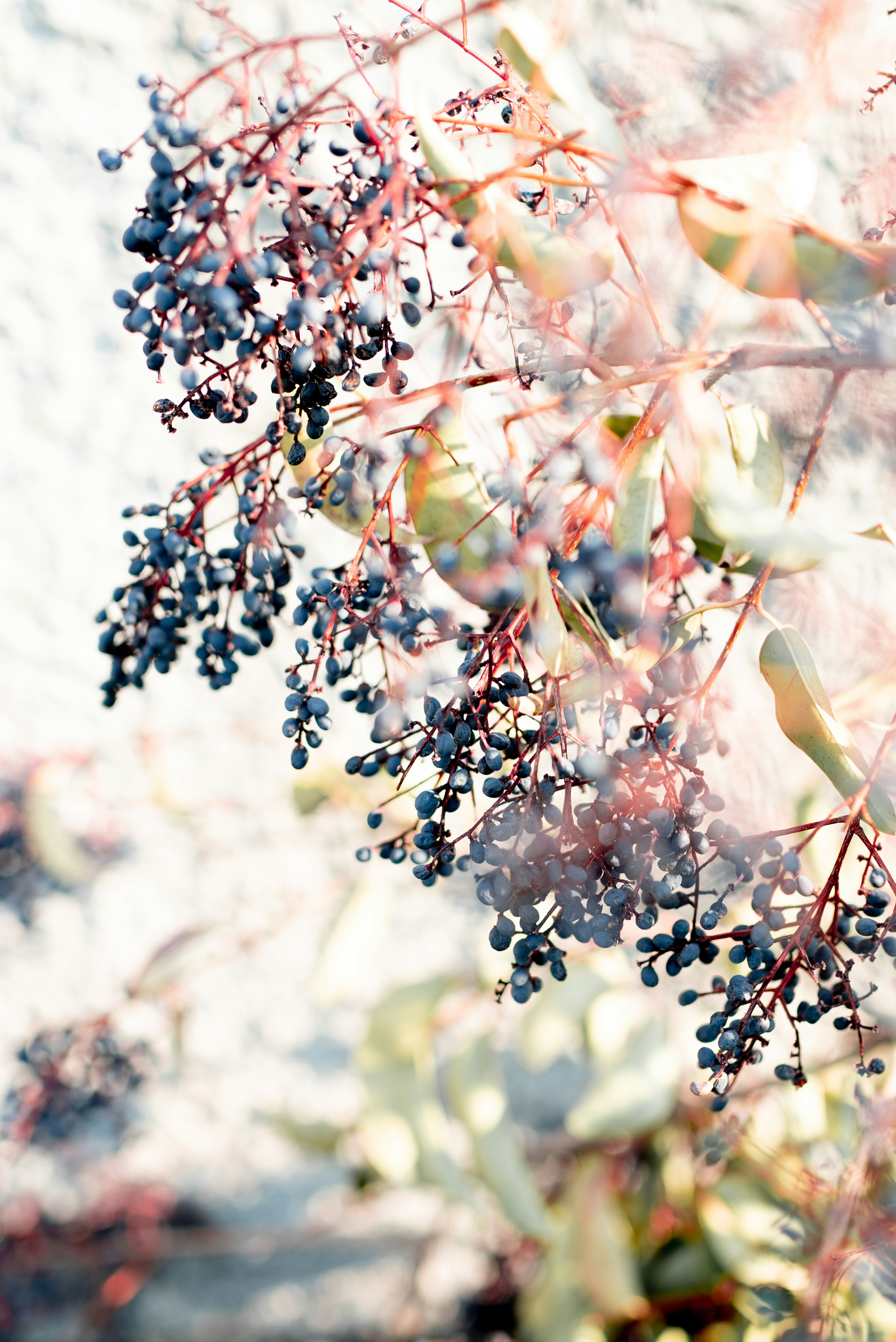 white and purple flowers in tilt shift lens