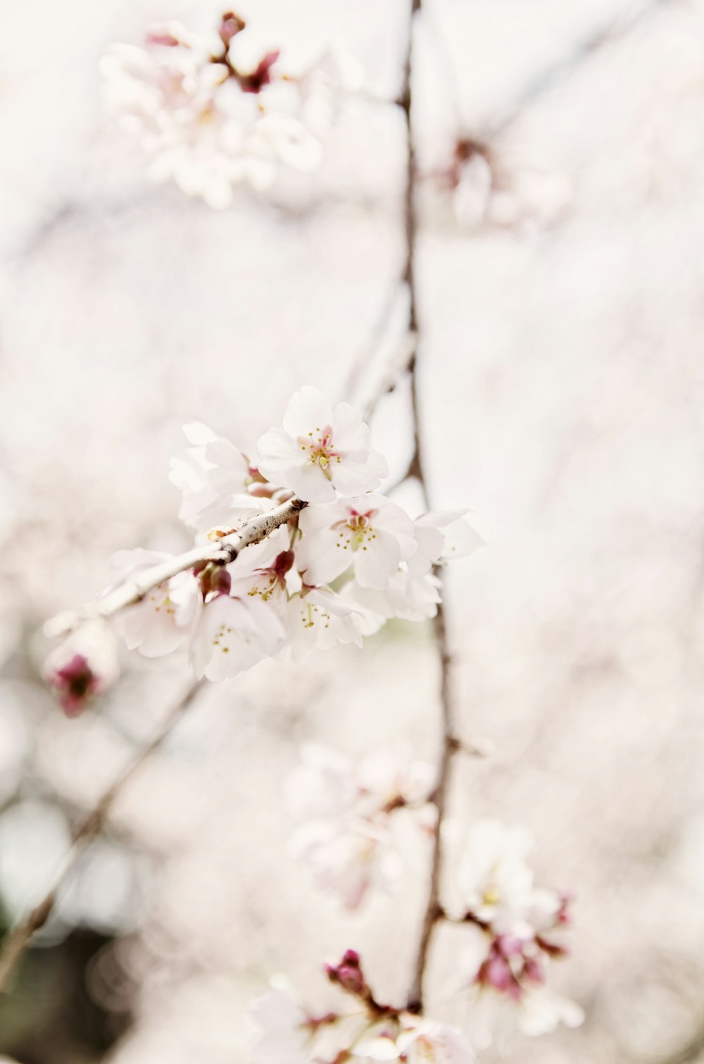 Weiße Kirschblüte in Nahaufnahmen