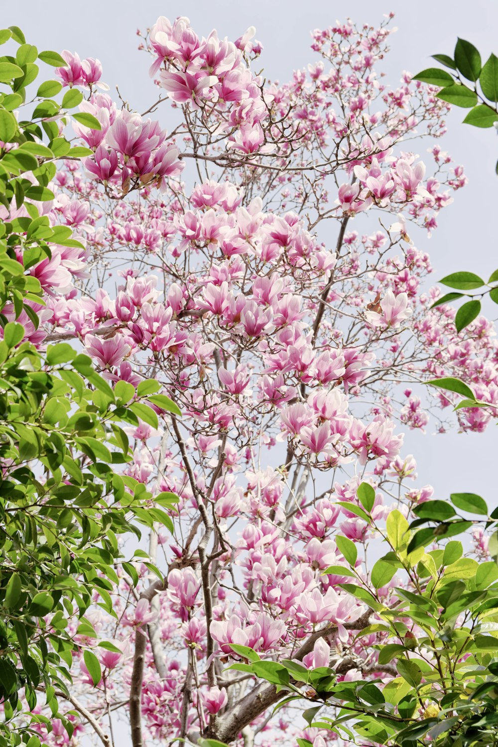 pink flowers with green leaves