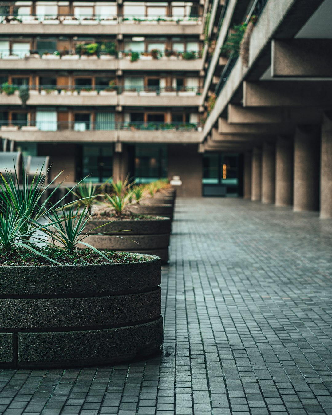 green plant on black concrete pot