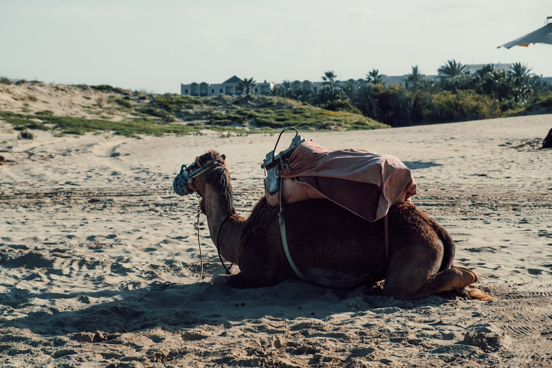 brown camel on brown sand during daytime