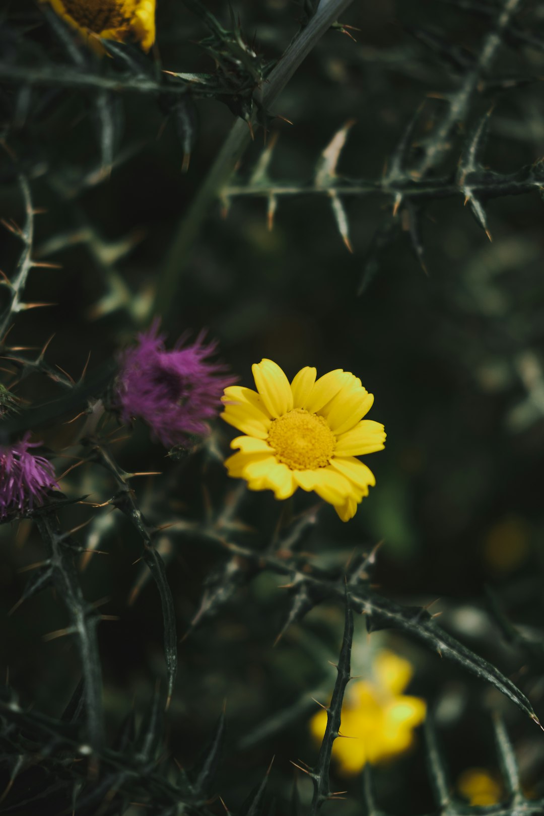 yellow flower in tilt shift lens