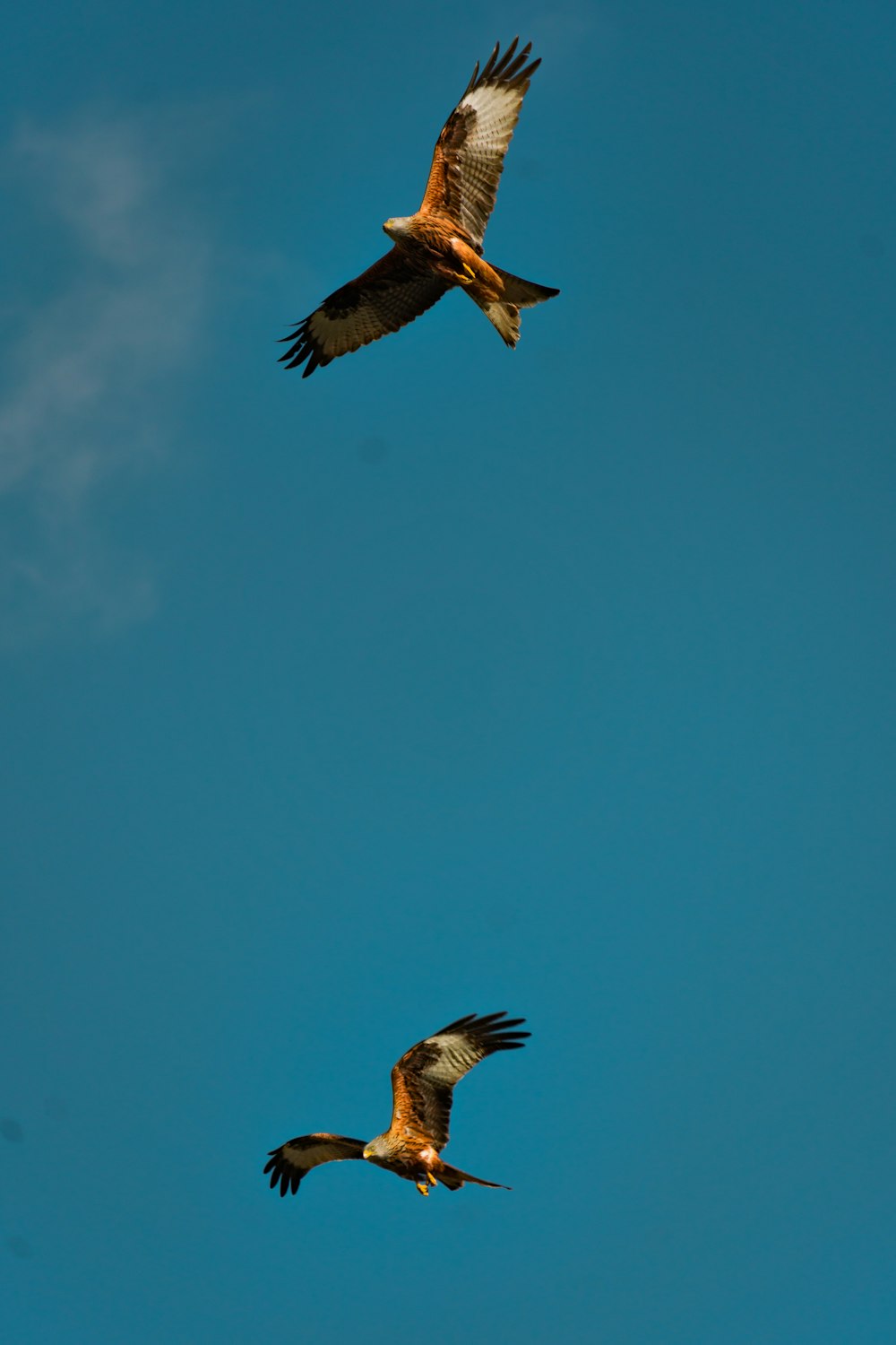Pájaro marrón volando bajo el cielo azul durante el día