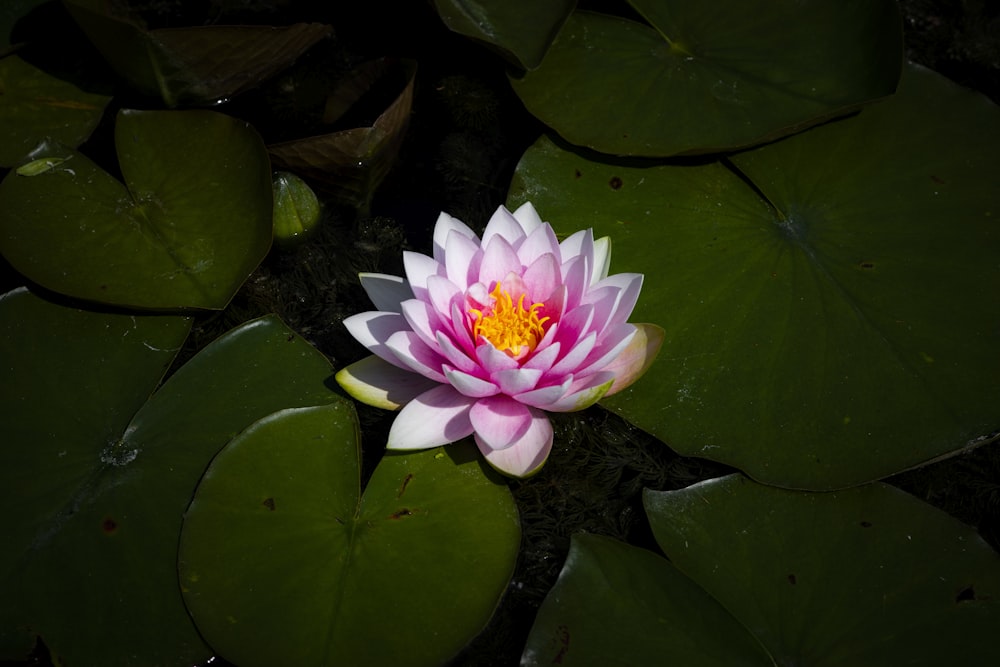 flor de lótus rosa na água