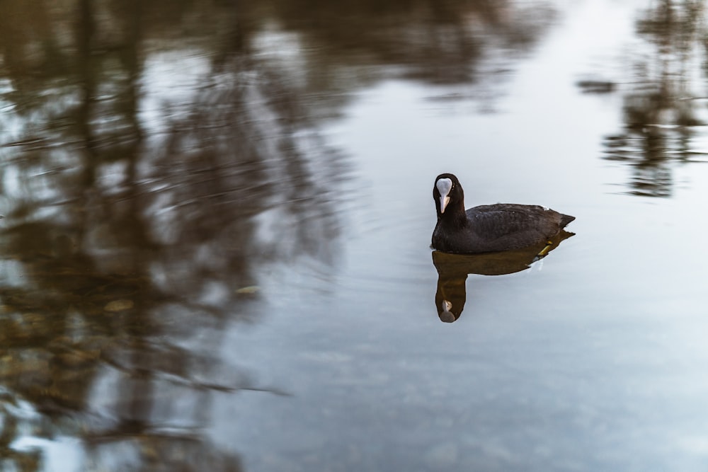 black duck on body of water during daytime