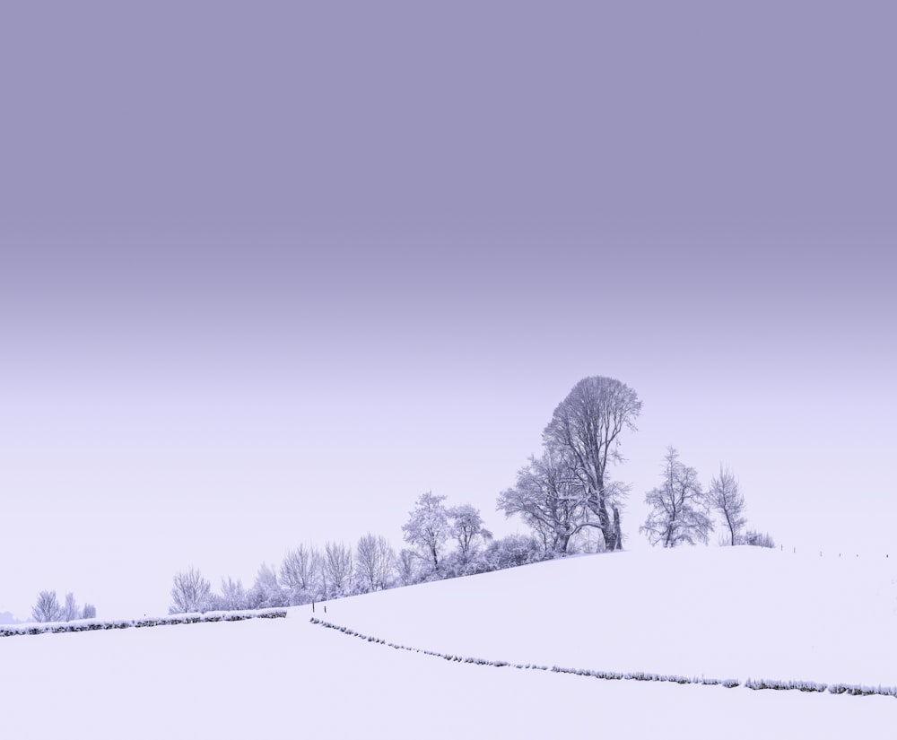 alberi coperti di neve sotto il cielo blu durante il giorno