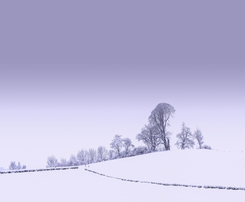 snow covered trees under blue sky during daytime