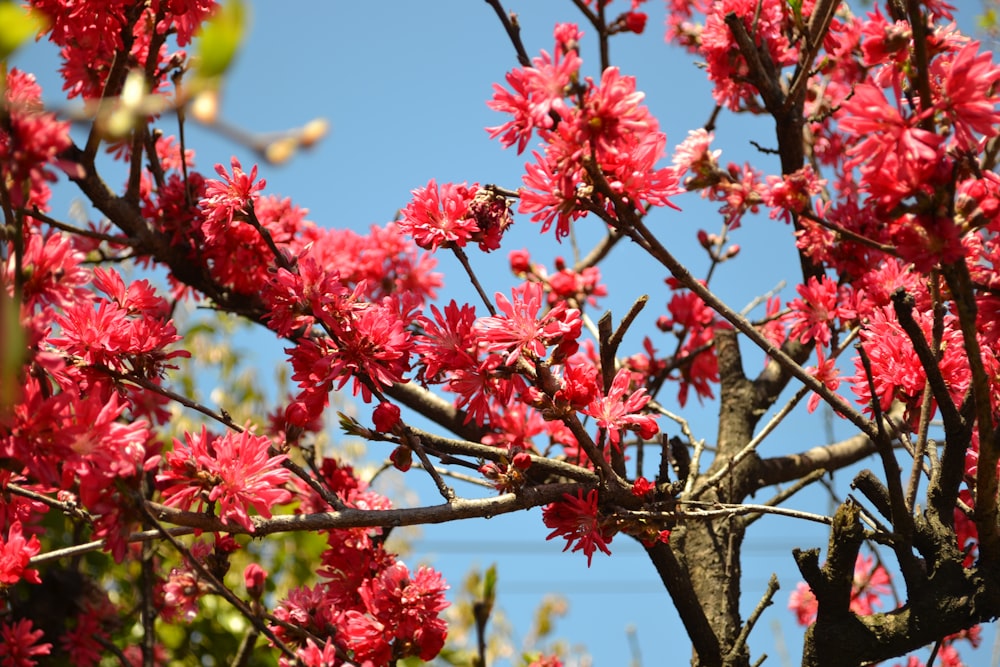 flores vermelhas no ramo marrom da árvore durante o dia