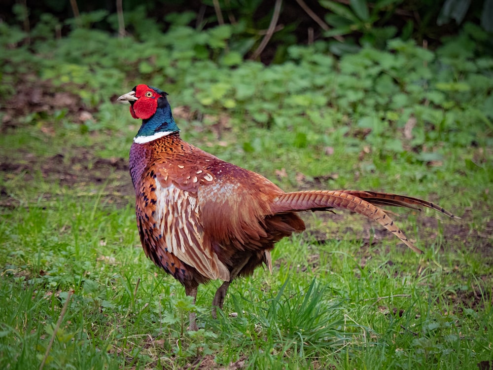 brown and black rooster on green grass field during daytime