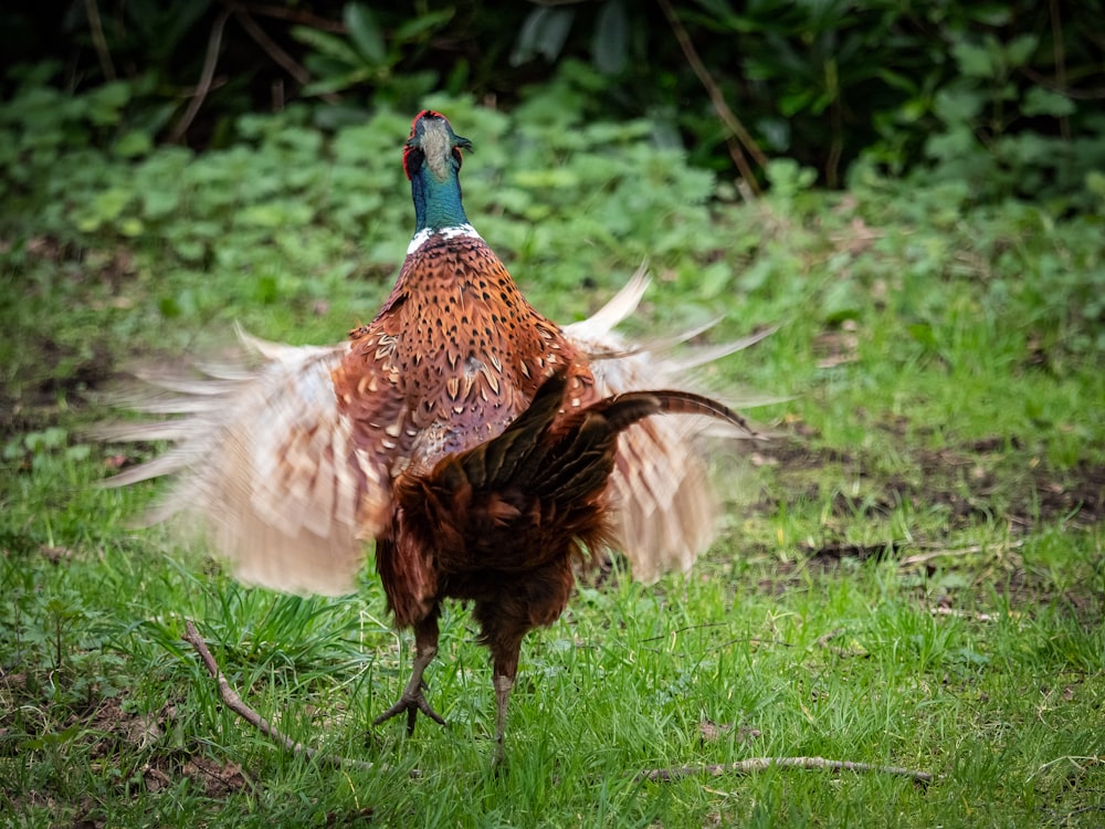 brown and blue chicken walking on green grass field during daytime