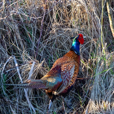 brown and black rooster on brown wheat field during daytime