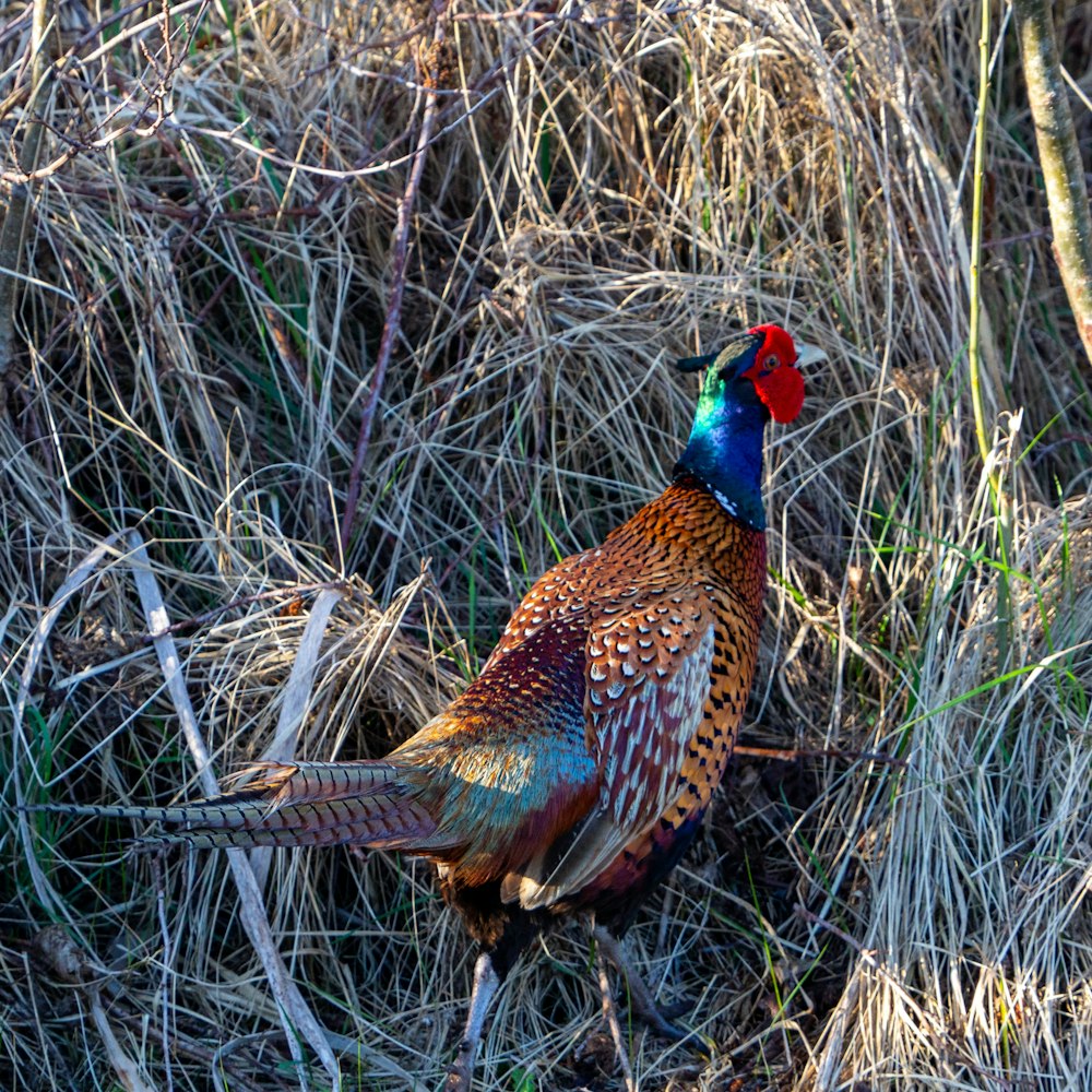 brown and black rooster on brown wheat field during daytime