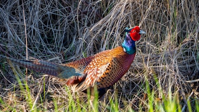 red black and brown rooster on brown grass