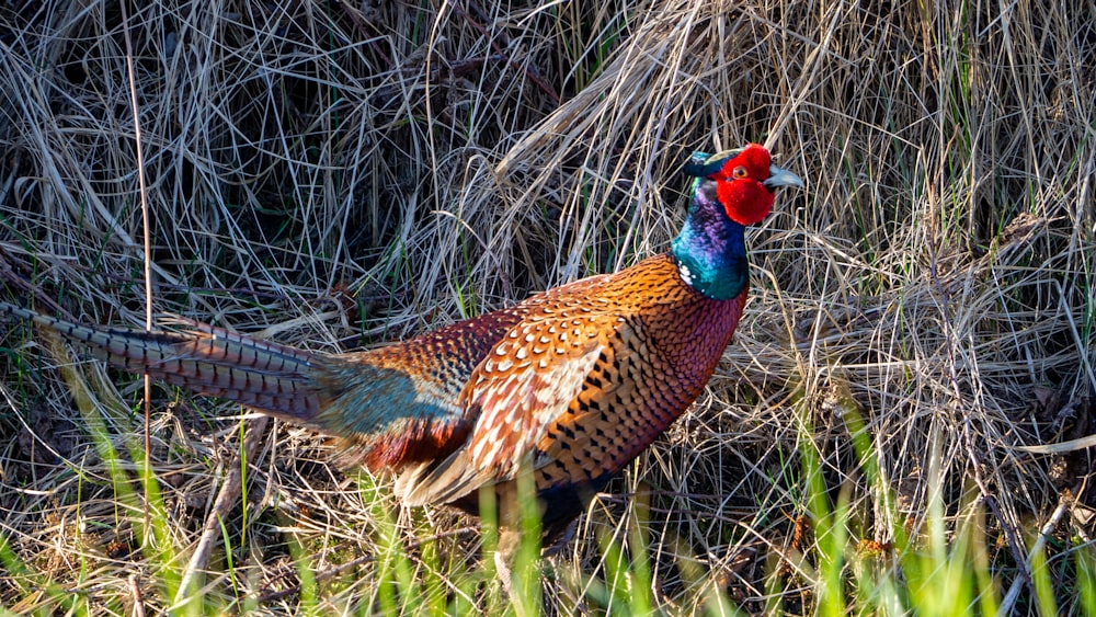 red black and brown rooster on brown grass