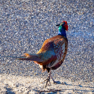 brown and green rooster on gray concrete floor