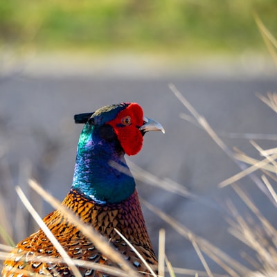 blue red and green peacock on brown grass field during daytime
