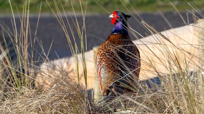 black and brown chicken on brown grass during daytime