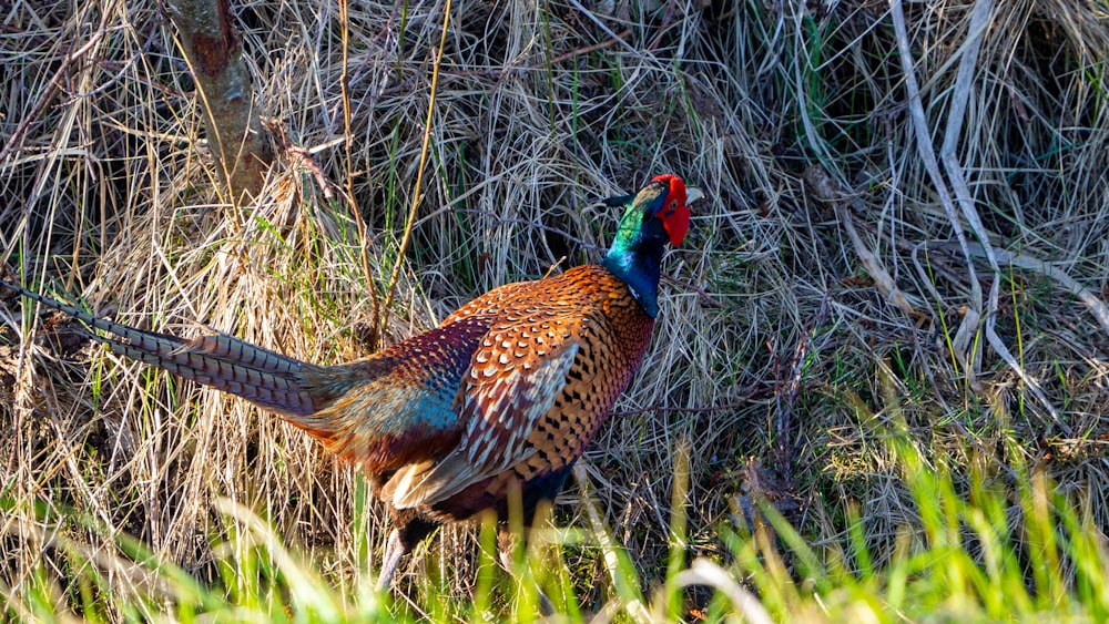 red brown and blue rooster on green grass during daytime