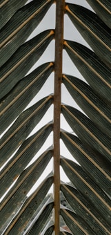 A close-up view of a large palm leaf with a symmetrical pattern. The leaf features a central spine with several long, narrow fronds extending outward on either side. The fronds are dark green with subtle hints of gray and brown.