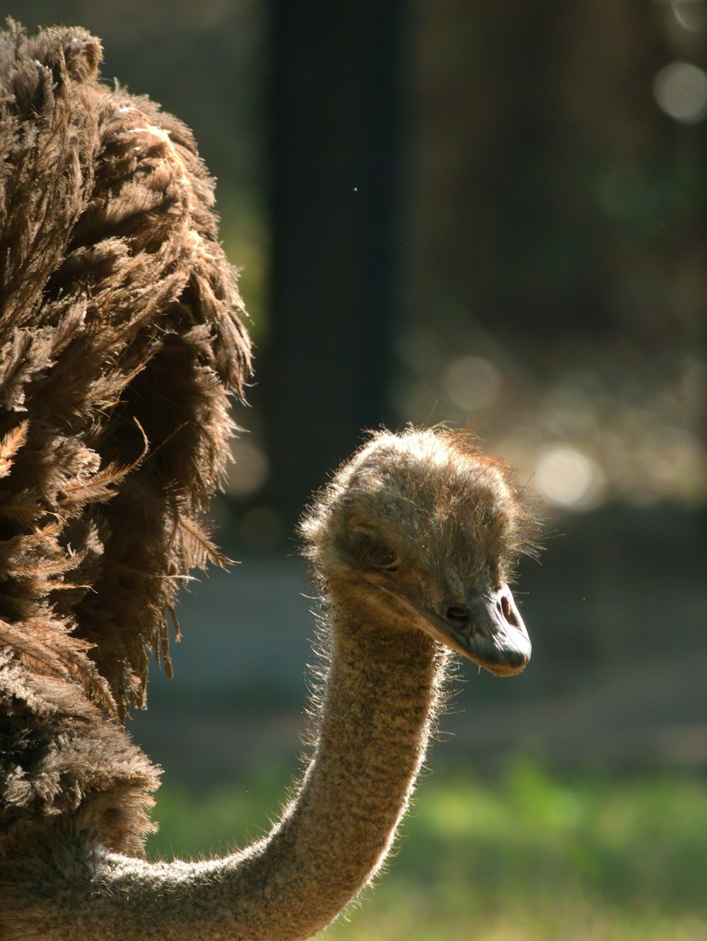 brown ostrich in tilt shift lens